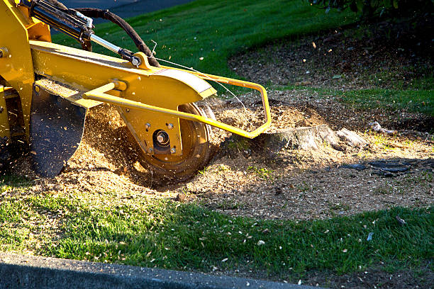 Palm Tree Trimming in Bartlesville, OK